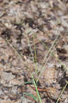 Southern crabgrass